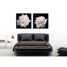 Модульная картина Белая роза, В56 x Ш112 см.